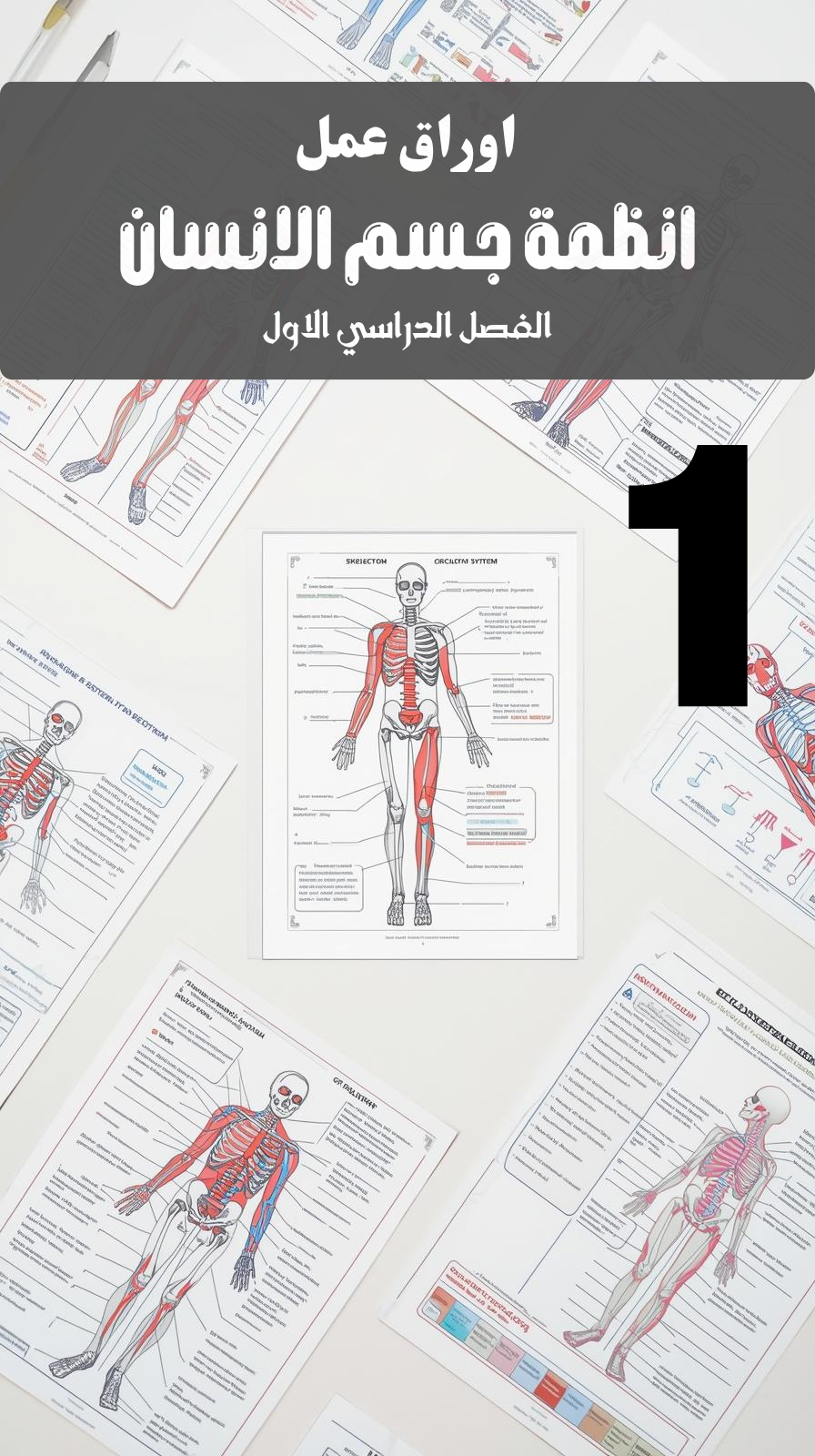 اوراق عمل انظمة جسم الانسان (الفصل الدراسي الاول)
