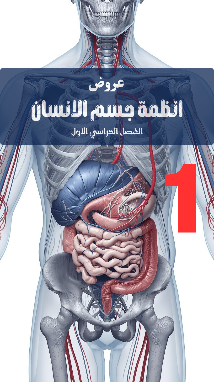 عروض احترافية لمادة انظمة جسم الانسان مصممة بـ AI (الفصل الدراسي الاول)