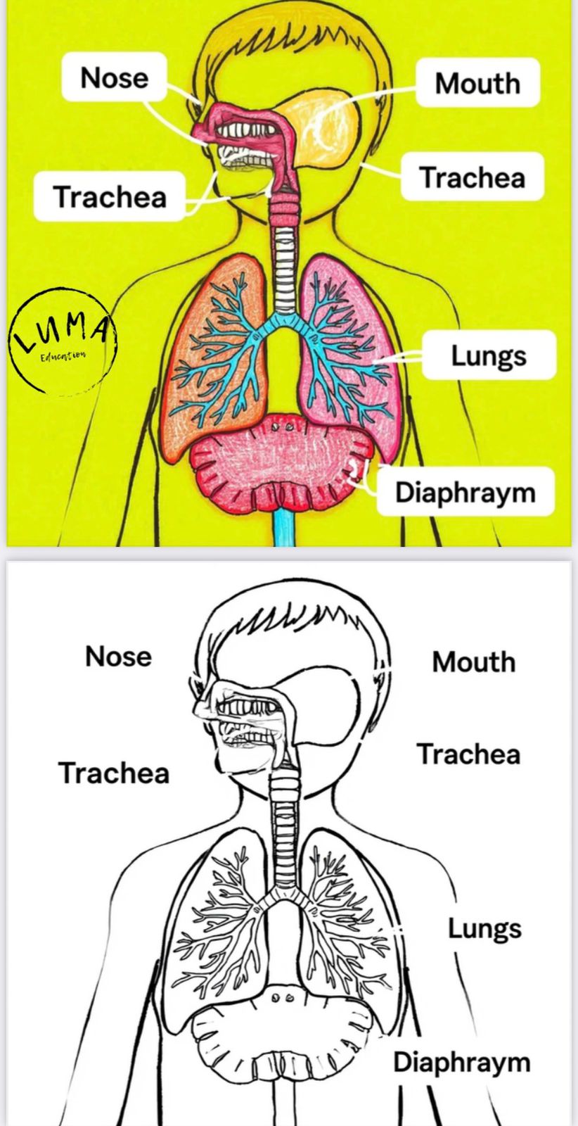 رسم كرتوني الجهاز التنفسي
