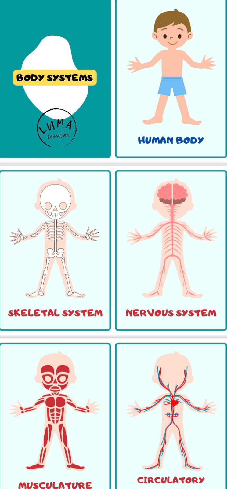 تعليم أنظمة جسم الإنسان للأطفال