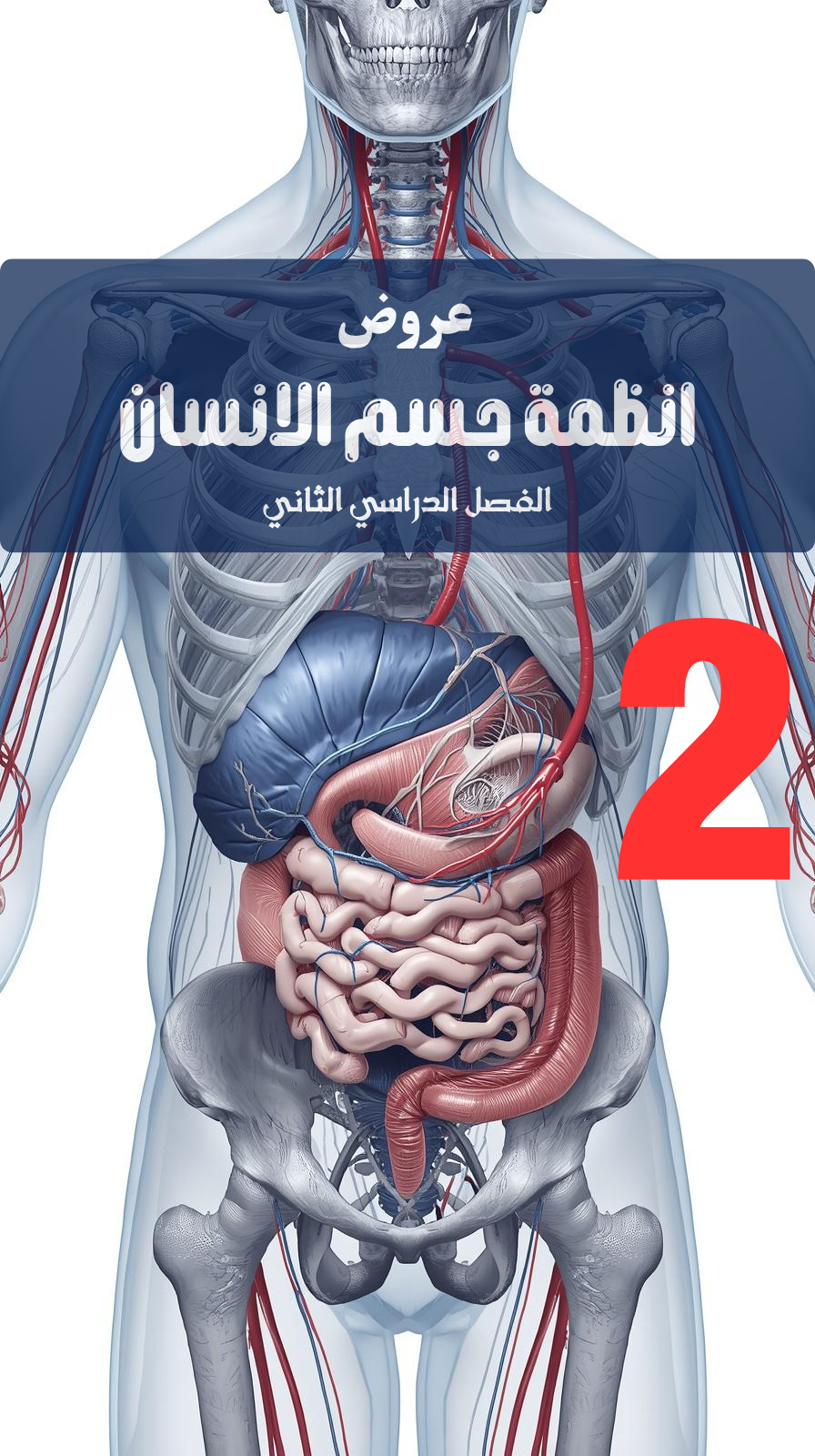 صورة المنتج عروض احترافية لمادة انظمة جسم الانسان مصممة بـ AI (الفصل الدراسي الثاني)