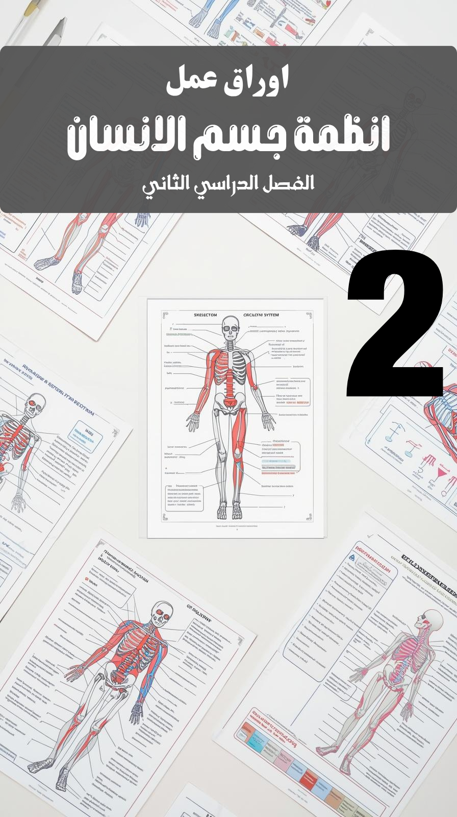 اوراق عمل انظمة جسم الانسان (الفصل الدراسي الثاني )