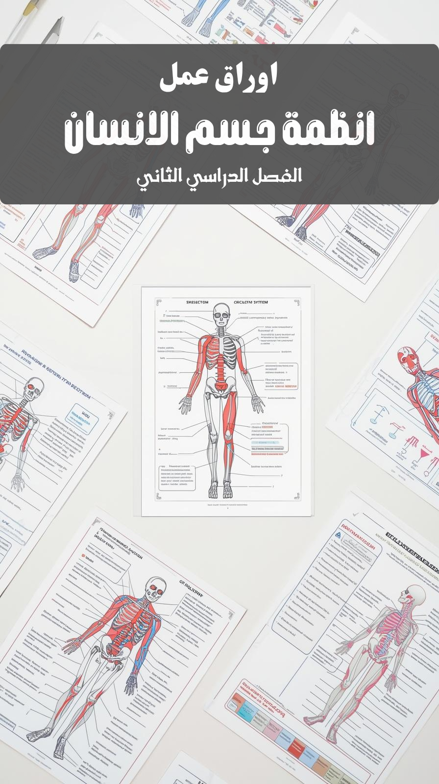 اوراق عمل انظمة جسم الانسان (الفصل الدراسي الثاني )